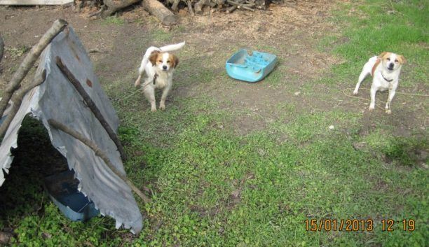 Εκατοντάδες τα βαρελόσκυλα που ζουν μαρτυρικά στη Λέσβο